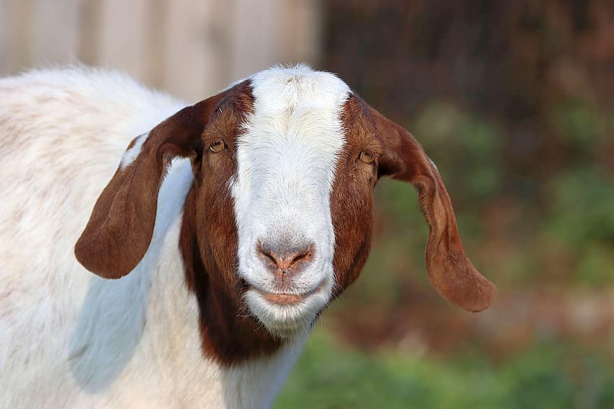 Goat, Boer Goat, Ruminant, Portrait, Animal, Herd Animal, Agriculture, Farm, Mammal, Cattle, Cute
