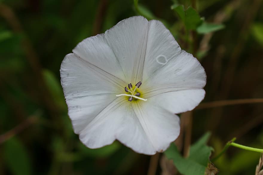 Field Bindweed, Flower, Plant, White Flower, Petals, Bloom, Spring, Nature, Macro
