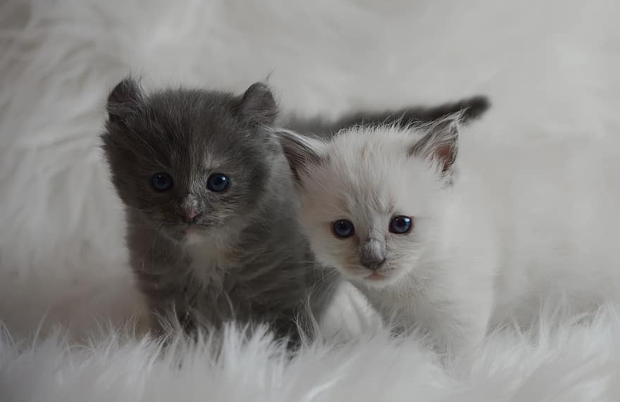 kiscicák, macskák, házi kedvenc, állatok, aranyos, kicsit, bájos, szőrös, cica, macskaféle, fehér macska