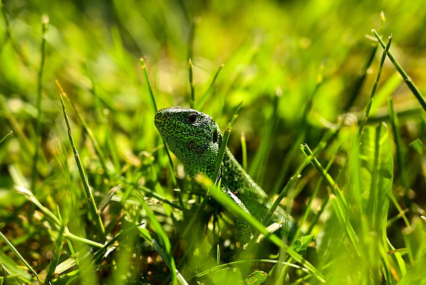 kadal, reptil, taman, hewan, rumput, jenis, merapatkan, warna hijau, binatang di alam liar, makro, ular
