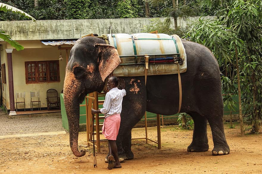 słoń, Kerala