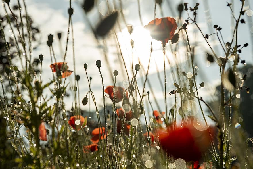 Poppies, Field, Sunset, Sunlight, Flowers, Buds, Red Poppies, Red Flowers, Plants, Bloom, Blossom