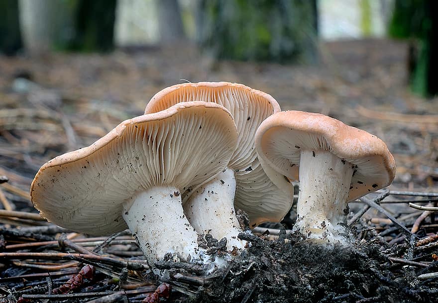 гриб, грибок, природа, токсичный, ядовитый, натуральный, опасно, грибковый, макрос, лесистая местность, завод
