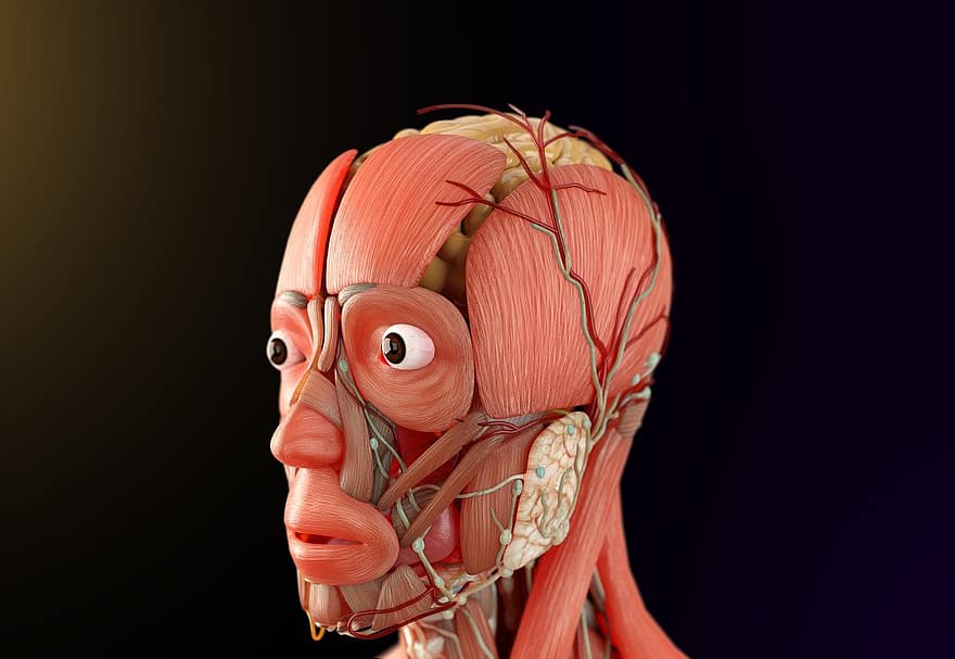 анатомія людини, біологія, нервова система