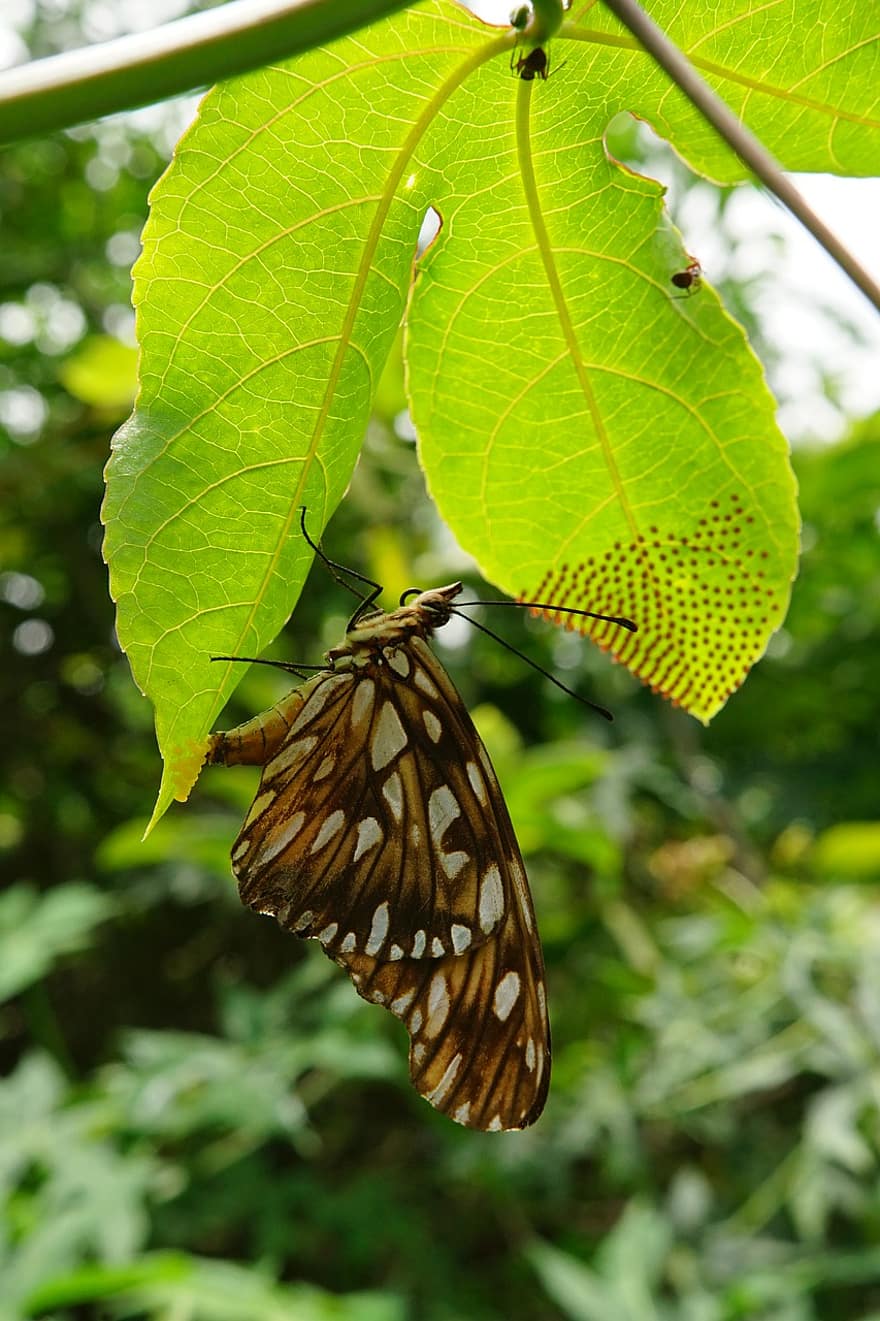 mariposa, insecto, insecto con alas, hojas, huevos, alas de mariposa, fauna, naturaleza, de cerca