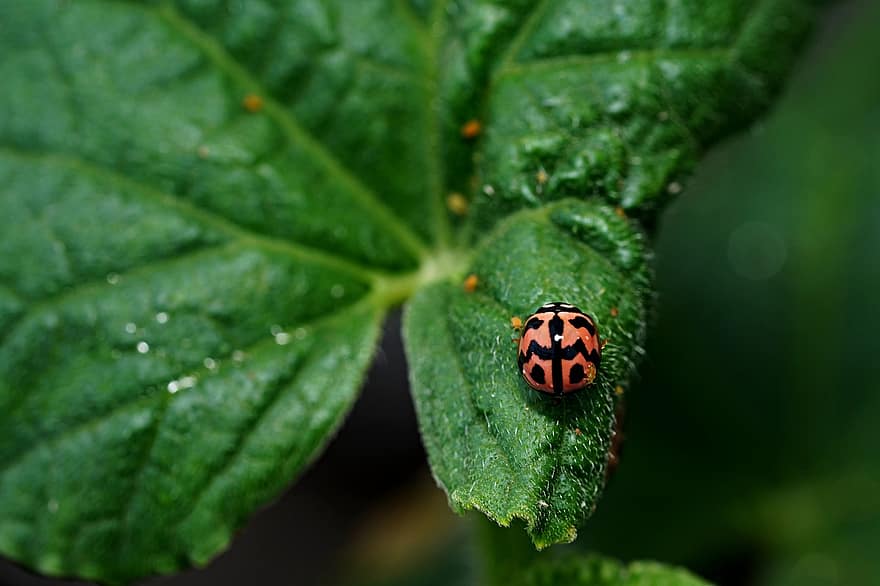 lady bug, insect, blad, fabriek, kever, fauna, natuur