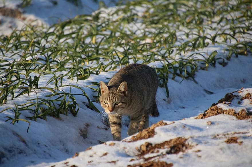 katė, sniegas, gyvūnas, naminių gyvūnėlių, žiemą, vidaus, kačių, žinduolių, augintiniai, kailiai, naminė katė