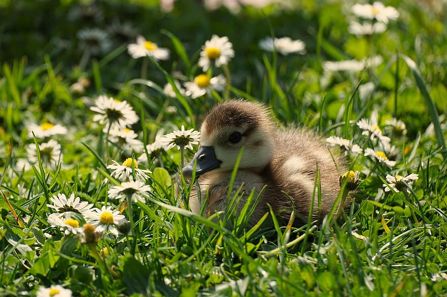 Duck, Gosling, Daisies, Meadow, Bird, Animal, Nature, grass, young animal, cute, beak