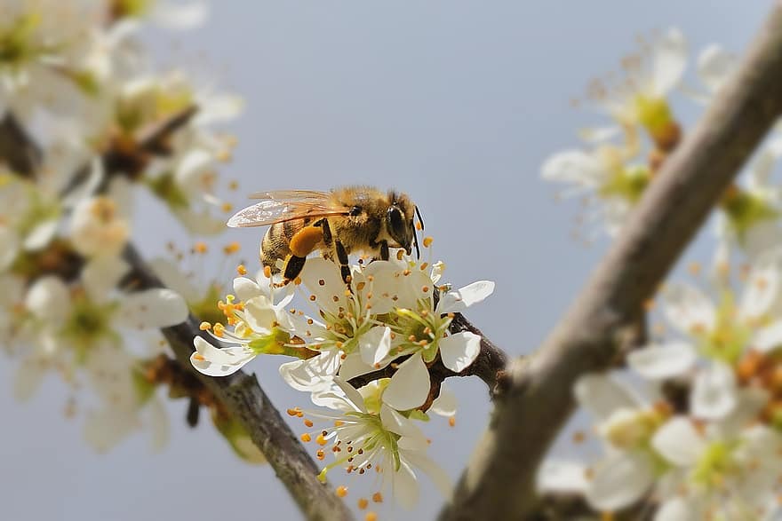 昆虫、昆虫学、ミツバチ、受粉、フラワーズ、花、ブラックソーン、春、蜂、閉じる、ブランチ