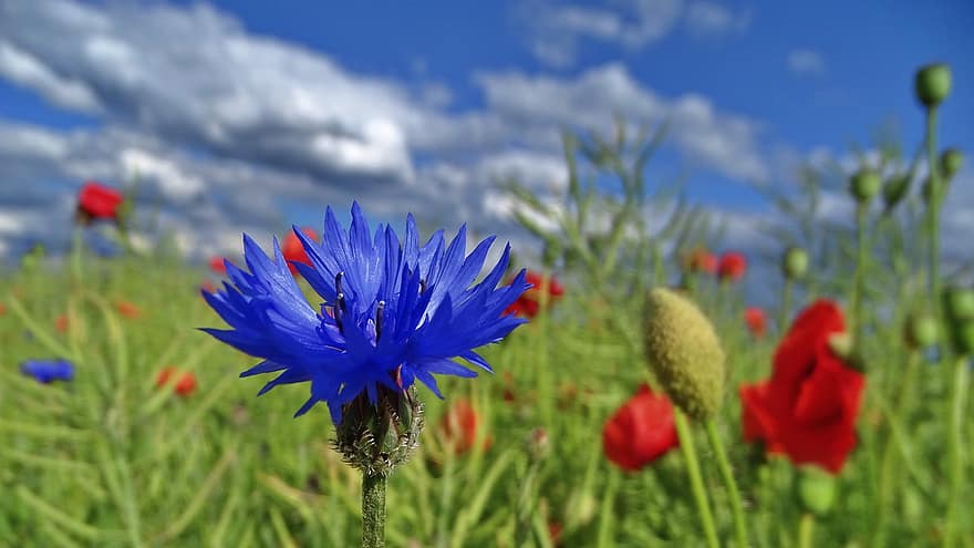 fleur, bleuet, fleurs sauvages, printemps, la nature, coquelicot, croissance, été, Prairie, plante, couleur verte