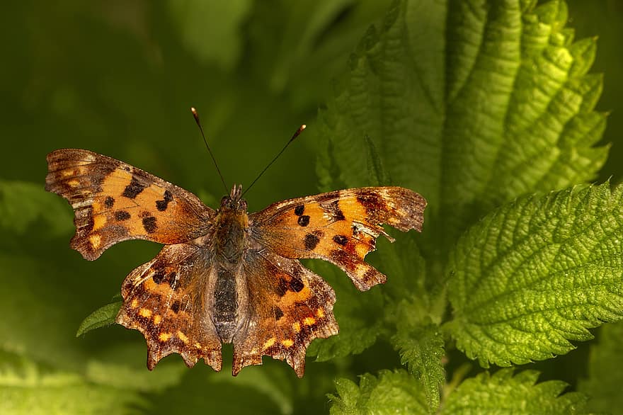 Insect, Comma, Butterfly, Wings, Polygonia C-album, Species, Entomology, close-up, macro, multi colored, green color
