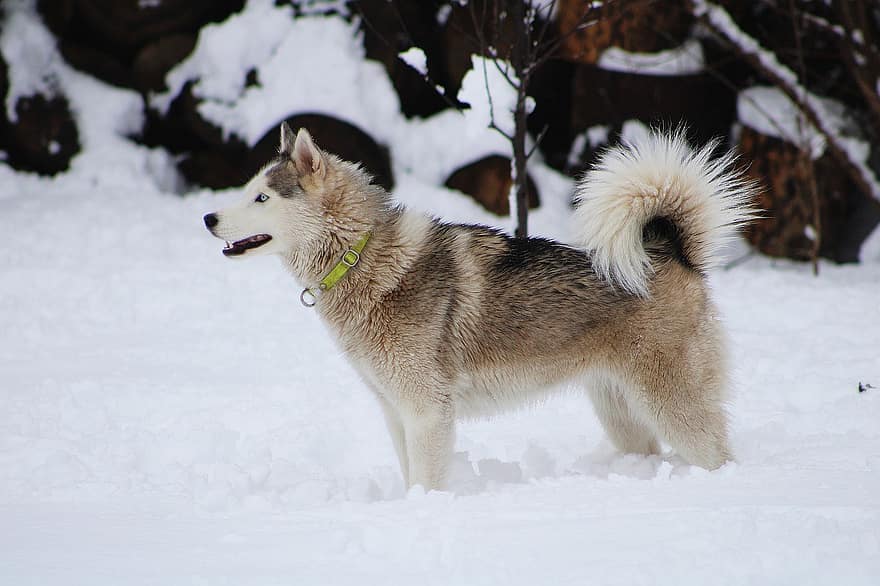 husky, hund, sne, kæledyr, dyr, husdyr, slædehund, race, hunde, pattedyr, udendørs