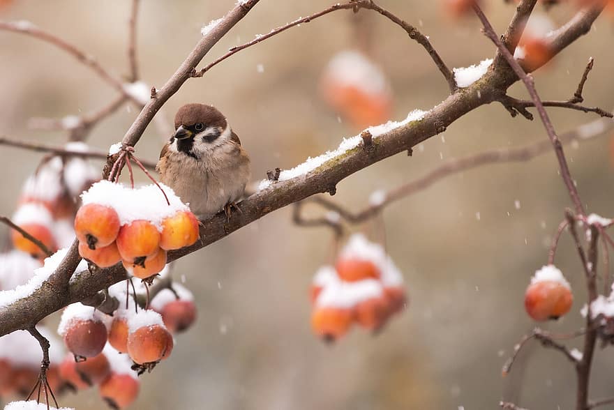 Bird, Sparrow, Bloodhound, Snow, Winter, Nature, Garden, Species, Fauna, Avian, Animal