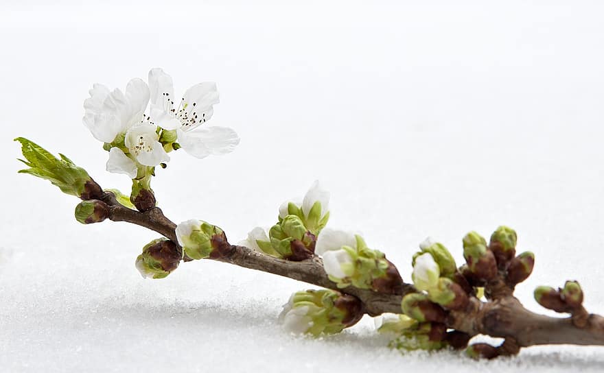 cseresznyevirág, ág, hó, gally, rügyek, virágok, fehér virágok, virágzás, virágzik, téli, cseresznyevirág ág