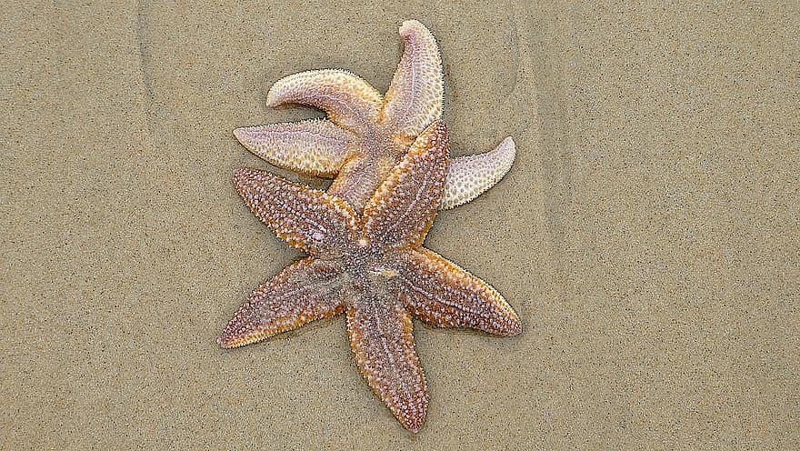 Starfish, Sea, Marine, Beach, Sand