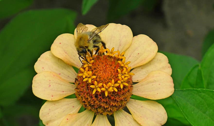 bondar, zinnia, nectar, albină, insectă, animal, polenizare, floare, grădină, natură, vară