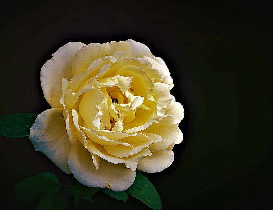 Rose, gul rose, gul blomst, natur, flora, botanik