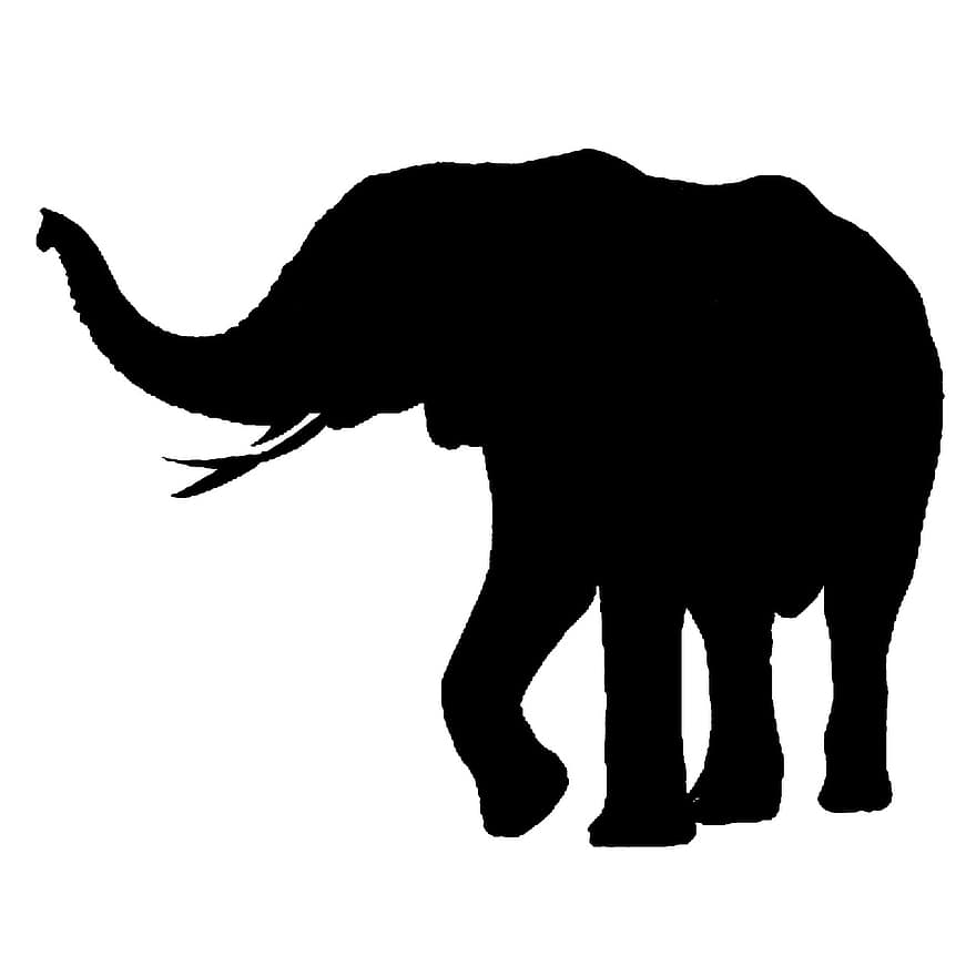 африканський, слон, ізольовані, великий, ноги, сильний, небезпечний, дикий, сафарі, піднятий, пустеля
