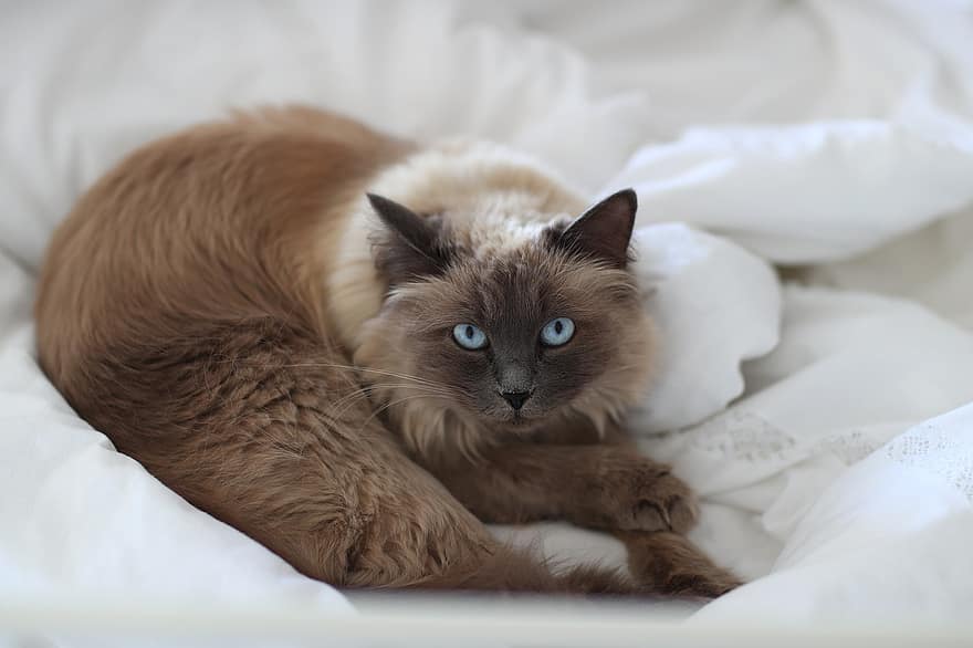 macska, gyapjú, macskafajta, macskaféle, szelídített, házimacska, macska szeme, macska portré, fajta, ágy, Szibériai Colorpoint Cat