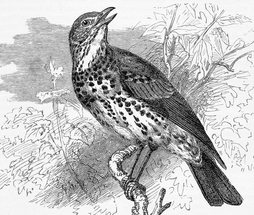 Song Thrush, Bird, Perched, Plumage, Ornithology, Nature, Line Art, Line Drawing, Sketch, Hand-drawn