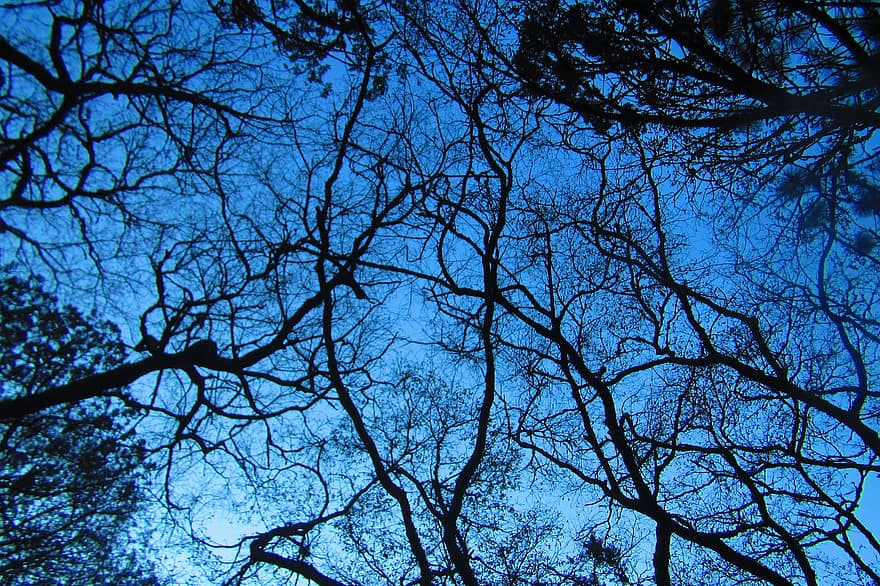 pohon, ranting, kanopi, langit, bayangan hitam, hutan