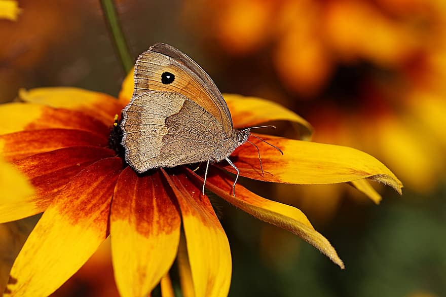 sommerfugl, blomster, petals, natur, insekt, vinger, biologi, anlegg, antenne