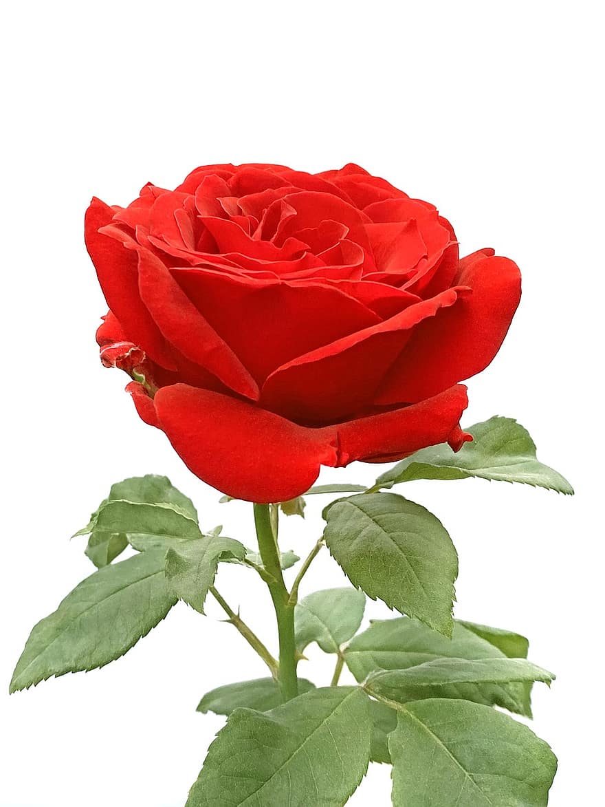 rose, blomst, rød rose, rose blomst, petals, Rose blader, blomstre, flora, natur, blad, petal