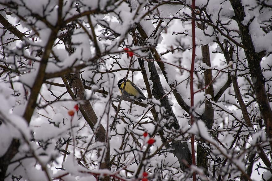 madár, állat, téli, hó, fa