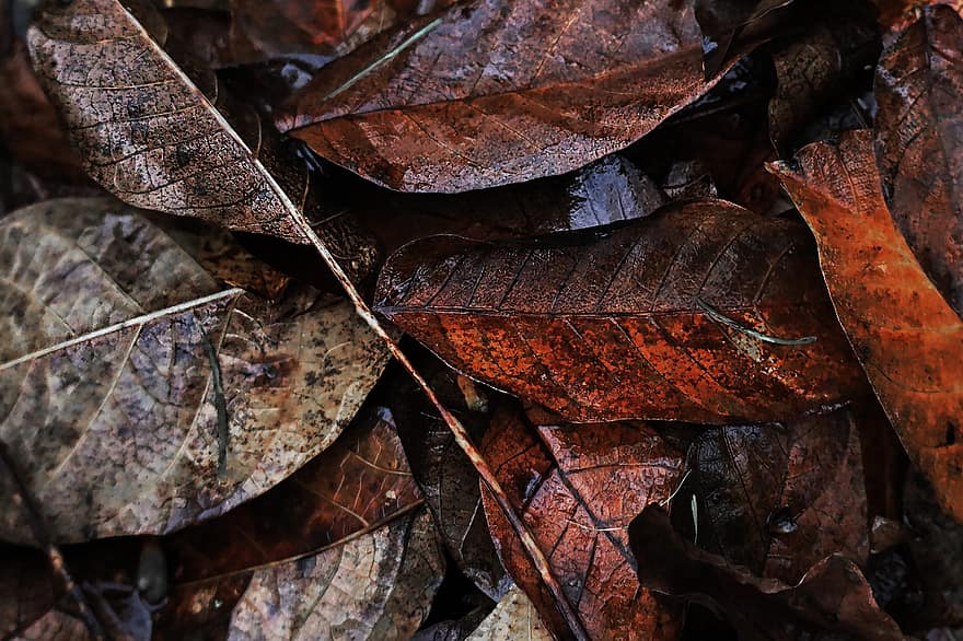 падіння, листя, осінні листки, земля, лісова підлога