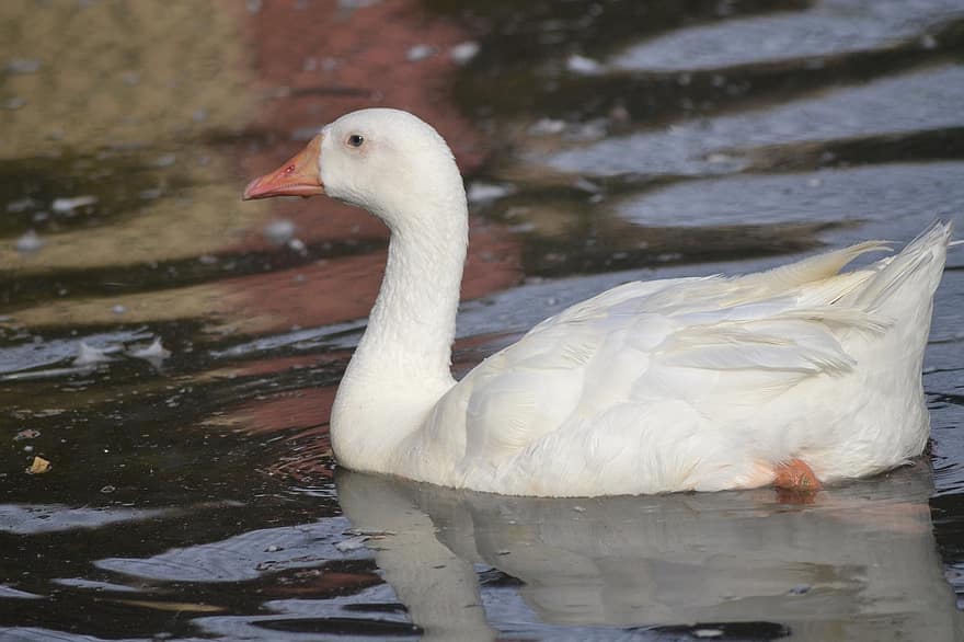 Swan, White, Bird, White Swan, Waterfowl, Water Bird, Pond, Feathers, Plumage, Ave, Avian