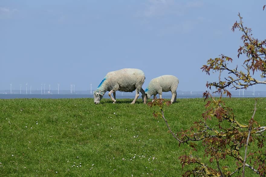 羊、子羊、動物たち、家畜、放牧、牧草地、草、空、風力タービン、ファーム、田園風景