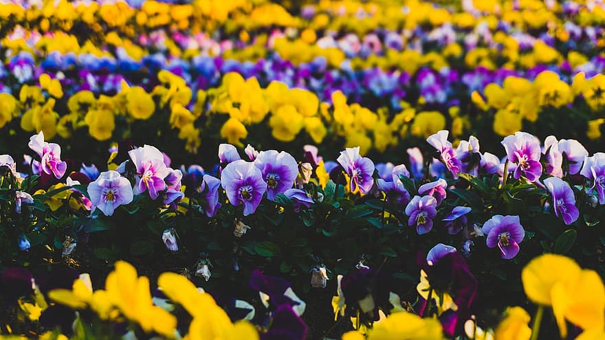 Primavera, flores, jardim, natureza, plantas, flora, República da Coreia, flores da primavera
