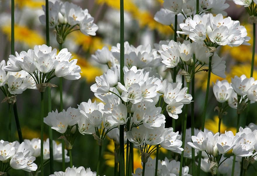 Szíriai hagyma, Allium Zebdanense, virágok, fehér virágok, kert, természet, tavaszi, virágos, kertészet, növényvilág, hagyma