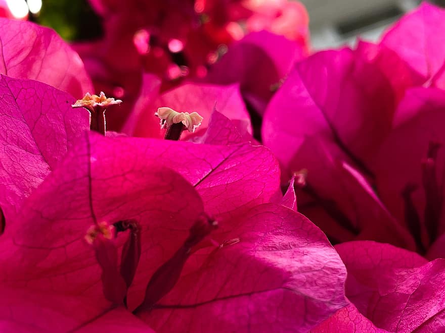 buganvilla, Flores rosadas, macro