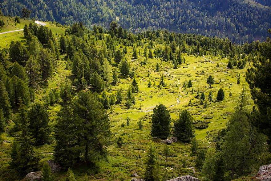 arboles, bosque, paisaje, naturaleza, pinos, Alpes, montañas, montaña, árbol, verano, color verde