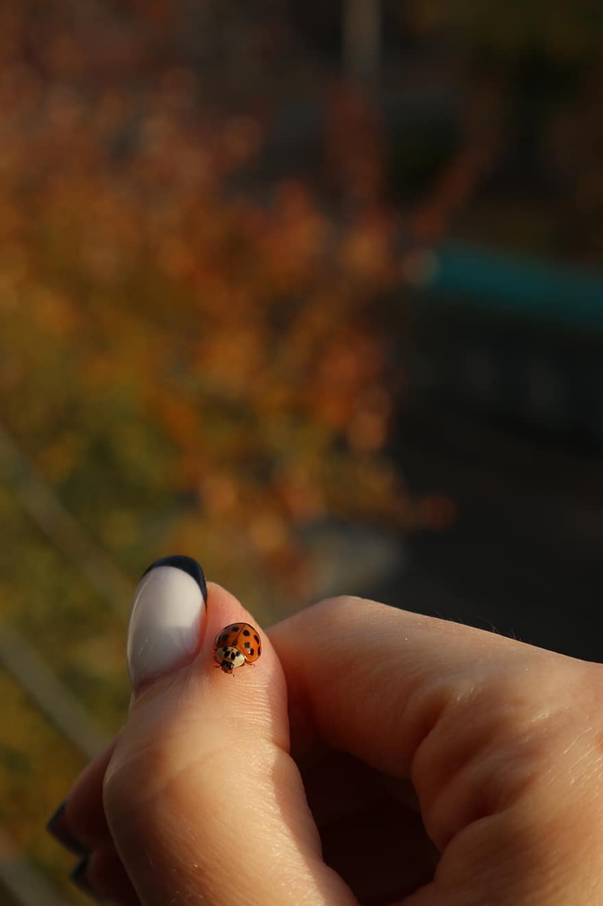joaninha, inseto, mão, besouro, besouro de joaninha, muito pequeno, dedo