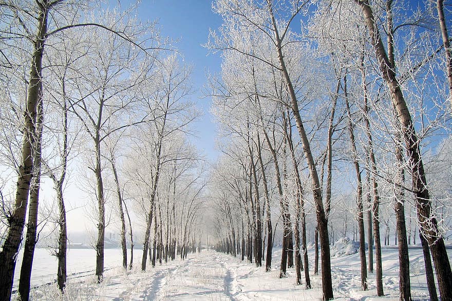 पेड़, प्रकृति, वन, सर्दी, मौसम, सड़क पर, जंगल, वुड्स, हिमपात, ठंडा