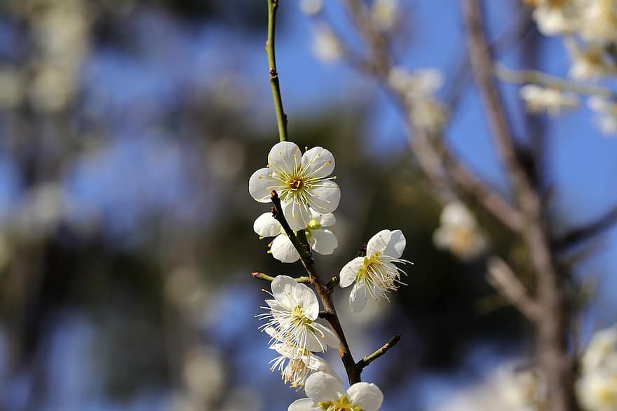 Spring, Spring Flowers, Plum Tree, Plum Blossom, Botany, Bloom, Blossom, springtime, flower, close-up, branch