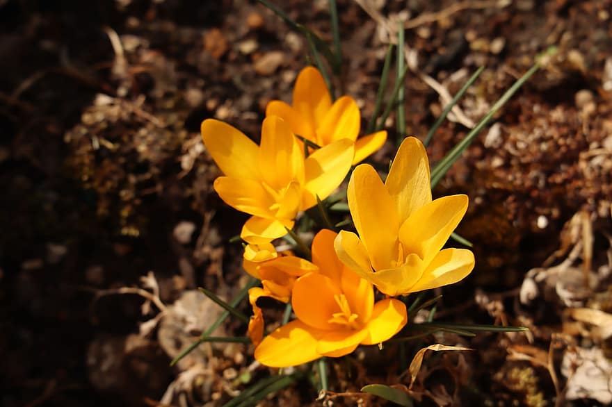 クロッカス、フラワーズ、工場、黄色い花、花びら、咲く、フローラ、春、自然