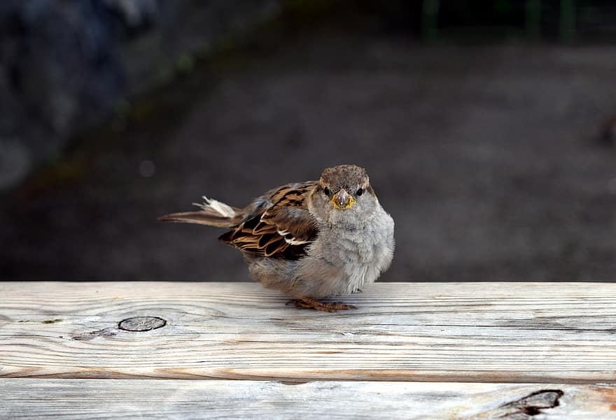 Bird, Sparrow, Sperling, Plumage, Feather, Nature, Sitting, Wood