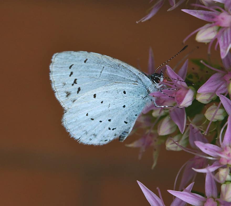 Vår Azure Butterfly, fjäril, blommor, insekt, pollinering, vingar, växt, natur, makro