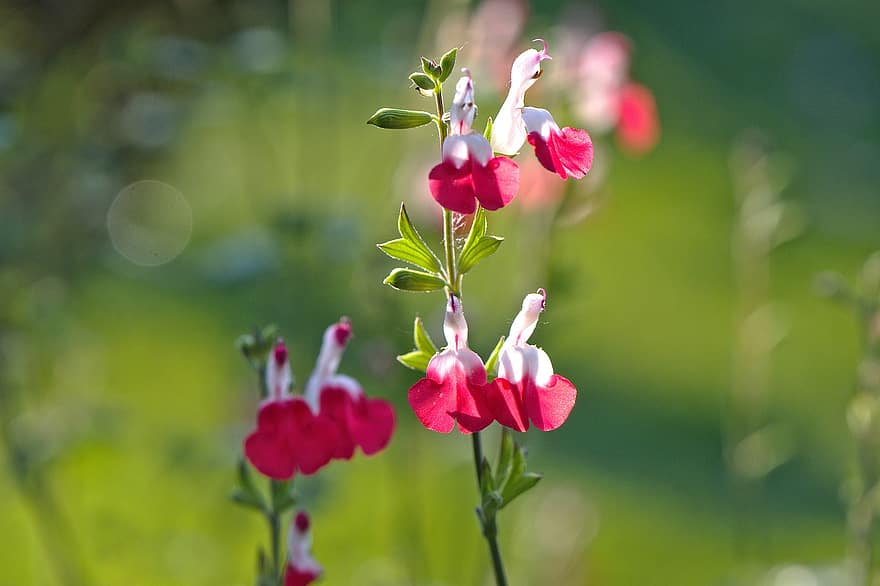 virágok, piros, fehér, nyári, természet, kert, Őszibarack zsálya, Salvia forró ajkak, növény, konyha
