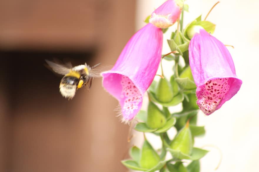 Biene, Blumen, Blütenblätter, Insekt, Fehler, Flügel, fliegend, blühen, Pollen