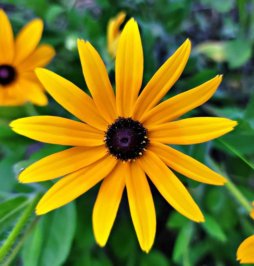 Coneflowers, цветы, желтый цветок, лепестки, желтые лепестки, цветение, цвести, Флора, природа