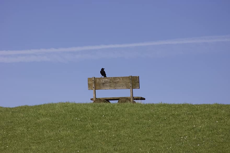 Hill, Park Bench, Bird, Perched