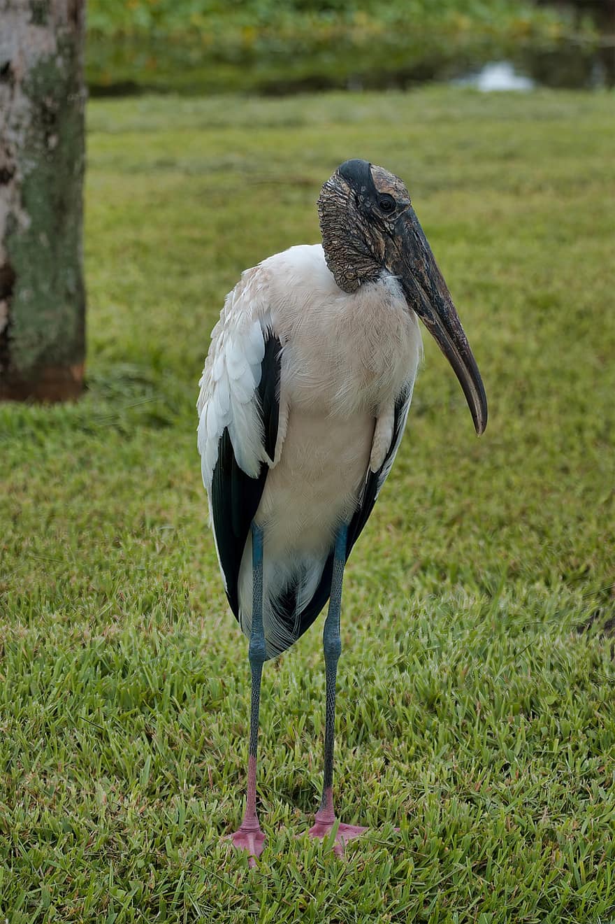 Wood Stork, Stork, Wading Bird, Bird, Nature, Wildlife, Animal, Lion Country Safari, Loxahatchee