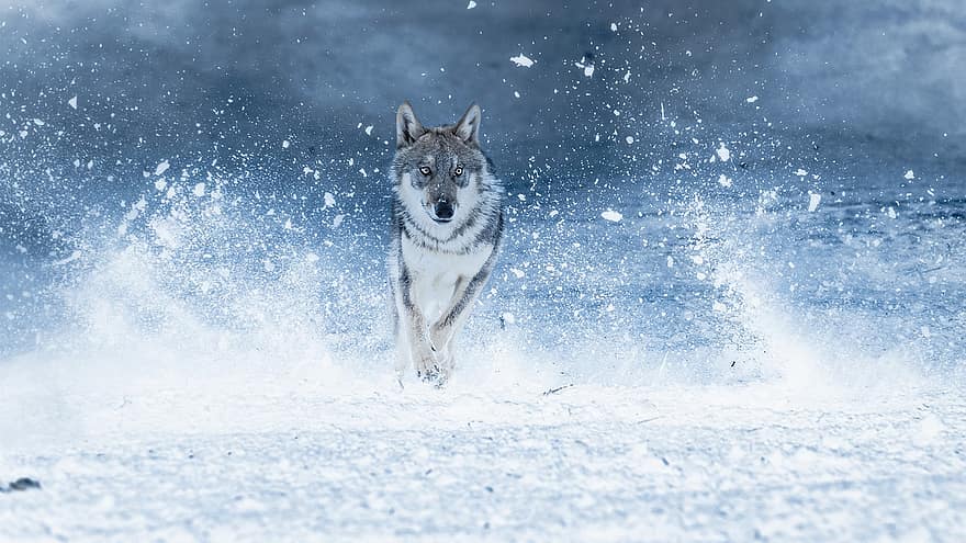 lupo, animale, in esecuzione, la neve, inverno, freddo, brina, natura, cane, animali domestici, canino