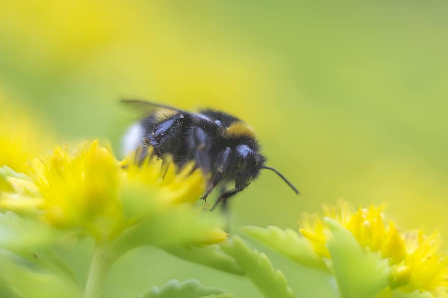 Bee, Insect, Macro Photography, Macro, Flowers, Green, Buzz, Russia, Botanical Garden, Little, Bumblebee