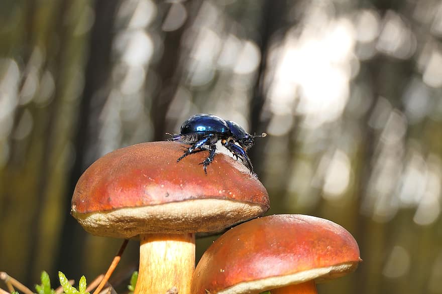 bark beetle, beetle, mushrooms, close-up, forest, macro, food, autumn, plant, season, uncultivated