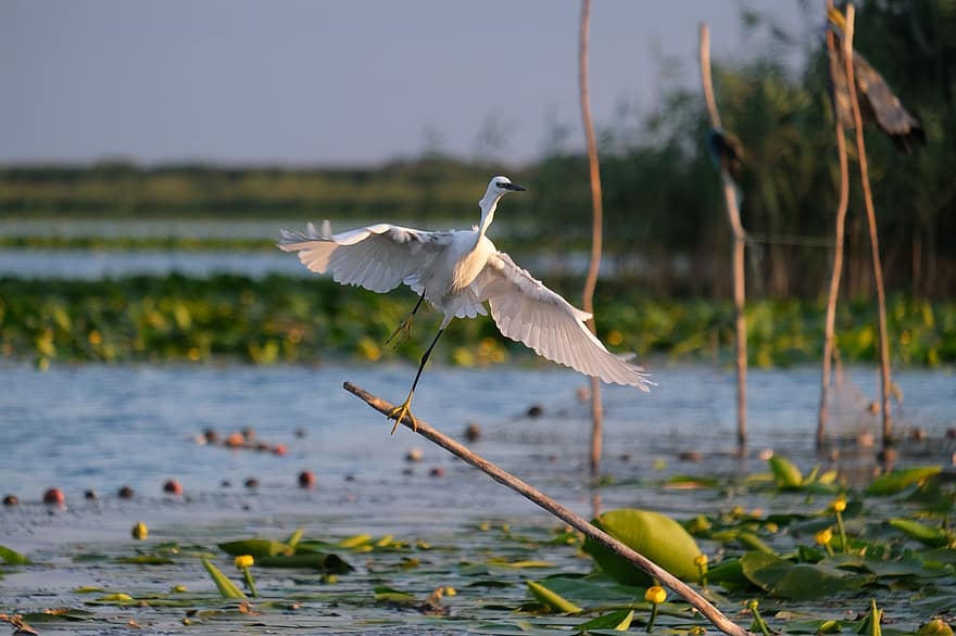 puțin egretă, Birdwatching, delta Dunării, România, Mahmudia, Carasuhatarea, Birdsgraphy, păsări, Bărci de barcă, conservare, ecologie